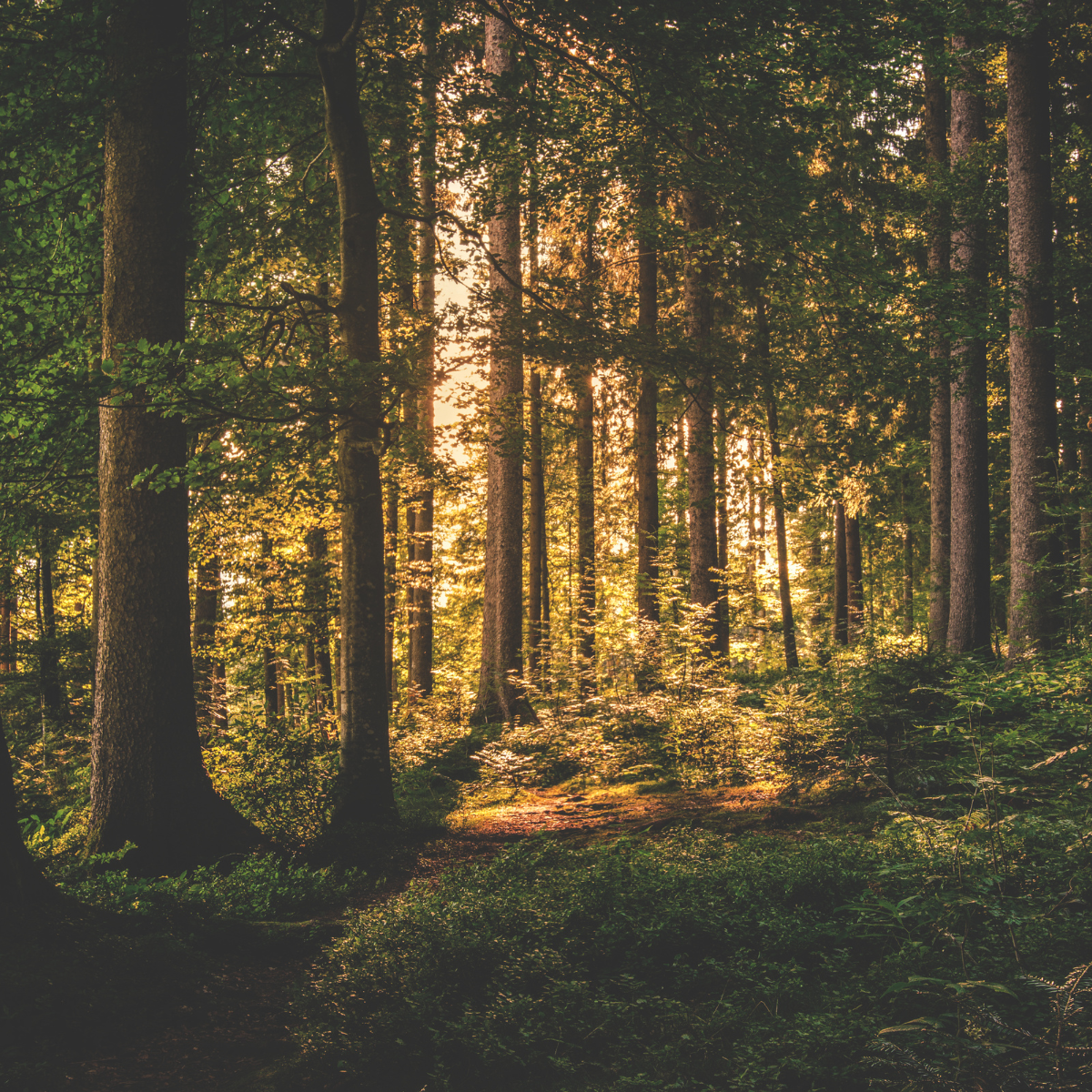 Camping nära Västerås och Mälaren med enkel utrustning och natur runt omkring.